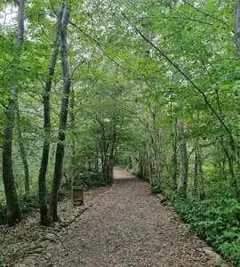 جنگل سراوان