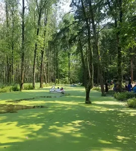 جنگل سراوان