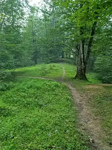 جنگل سراوان