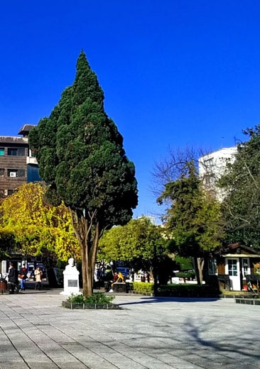 درخت بسیار زیبا در وسط میدان