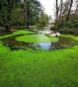 قایق مرداب سراوان