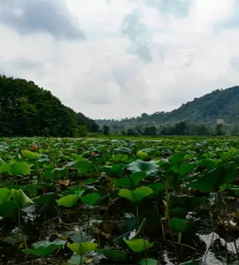 عکس تالاب سوستان لاهیجان