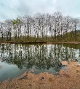 تالاب سوستان لاهیجان در پاییز