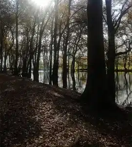 جنگل اشپلا در انزلی