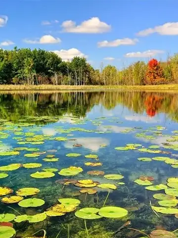 تالاب انزلی (مرداب انزلی)