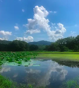 تالاب سوستان لاهیجان در بهار