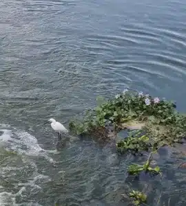 تالاب عینک انزلی