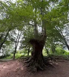 جنگل اشپلا انزلی