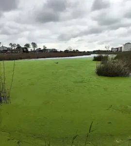 تالاب عینک انزلی