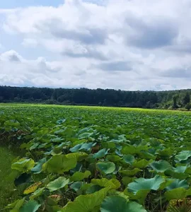 تالاب پارک جنگلی سراوان