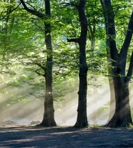 پارک جنگلی اشبلا انزلی