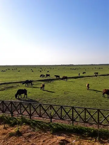اسب‌های روستای جیرسر باقرخاله