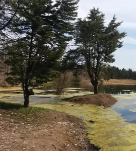 پارک جنگلی انزلی