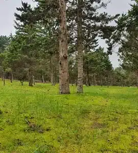 پارک جنگلی انزلی