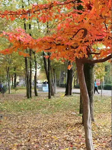 تصویر پاییزی پارک شهر رشت