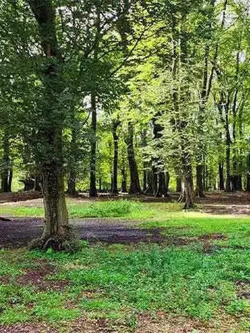 تصاویر پارک جنگلی انزلی