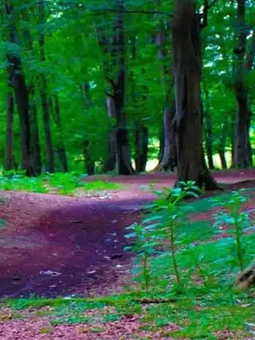 مسیرهای پارک جنگلی شهرداری انزلی