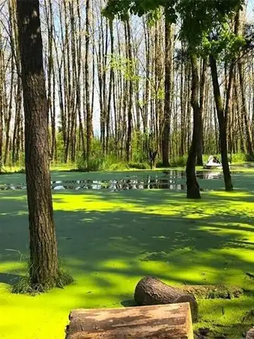 برکه پارک جنگلی انزلی