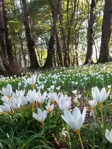 تصاویر پارک جنگلی اشپلا