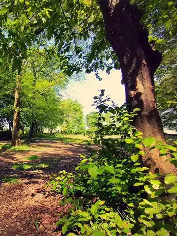 پارک جنگلی اشپلا در انزلی