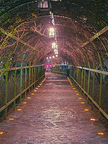 دالان گل یاس بنفش در پارک توحید رشت