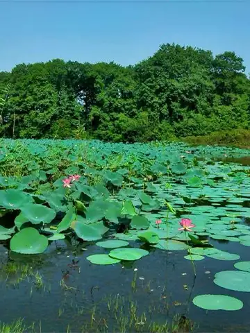 عکس تالاب سوستان لاهیجان