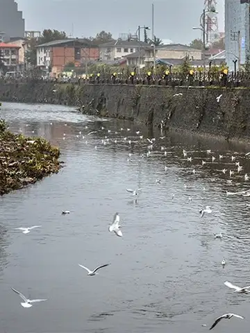 پرواز مرغابی‌ها در رودخانه زرجوب رشت