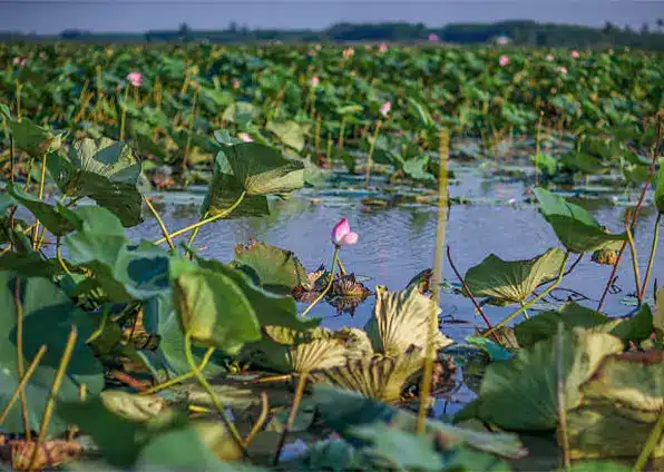 تالاب انزلی یا مرداب انزلی