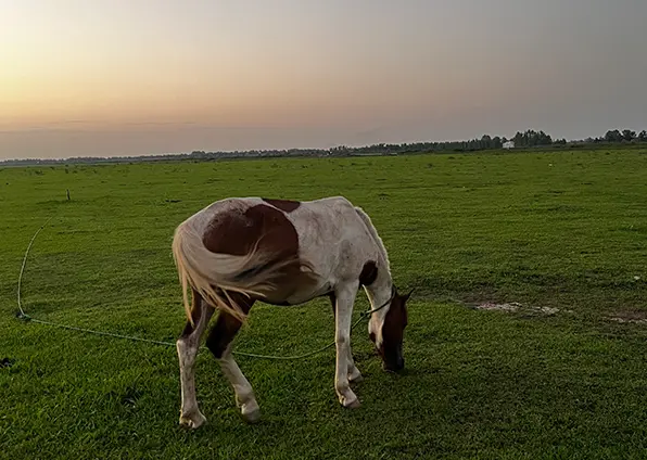 جیرسرباقرخاله
