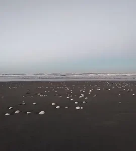 ساحل شفارود رضوانشهر