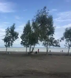 جنگل گیسوم گیلان