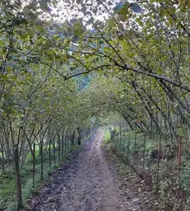 روستا میلاش رحیم آباد