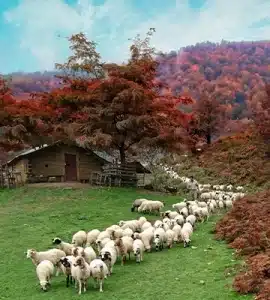 ییلاق للندیز