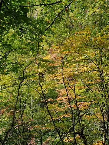 روستای میلاش گیلان