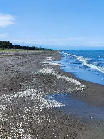 عکس ساحل شفارود