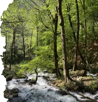 گیل تایم