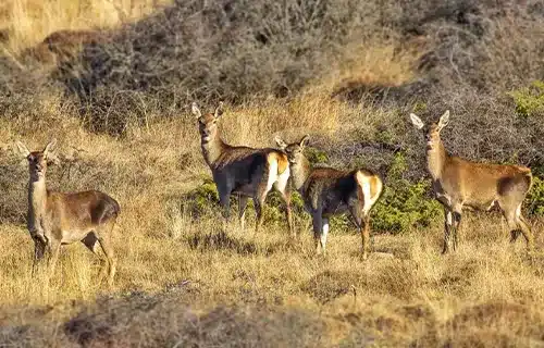 مرال هیرکانی
