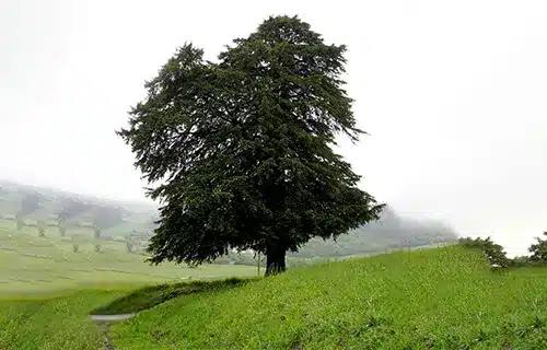 درخت سرخدار هیرکانی