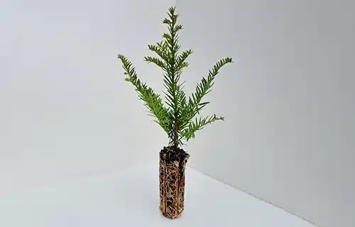 نهال درخت سرخدار