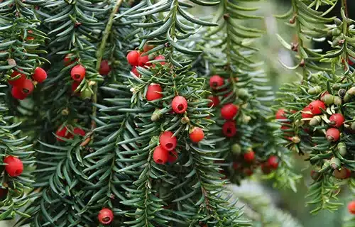 میوه درخت ماده سرخدار هیرکانی
