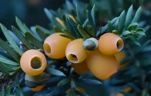 درخت نر سرخدار گیلان