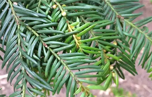 برگ درخت سرخدار گیلان