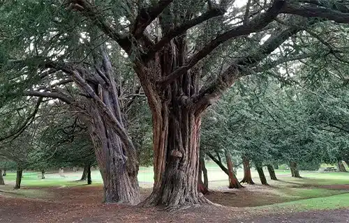 درخت سرخدار گیلان