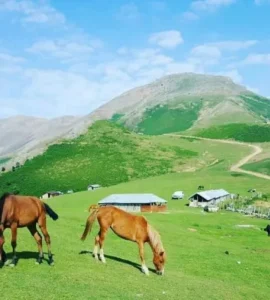ییلاق شاندرمن ماسال اسب
