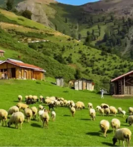 ییلاق سوئه چاله ماسال احشام