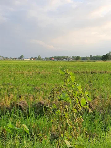 شالیزار روستای فشتکه